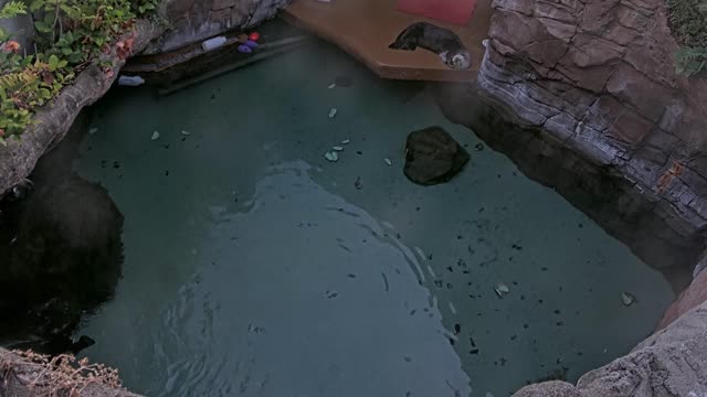 Latest frame from Seattle Aquarium Otters