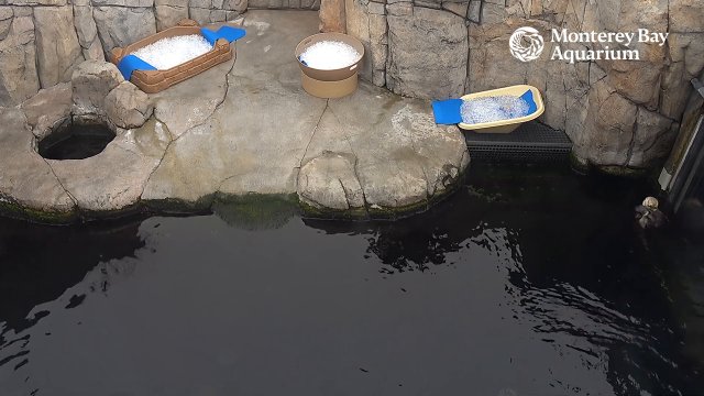 Latest frame from Monterey Bay Aquarium Otters