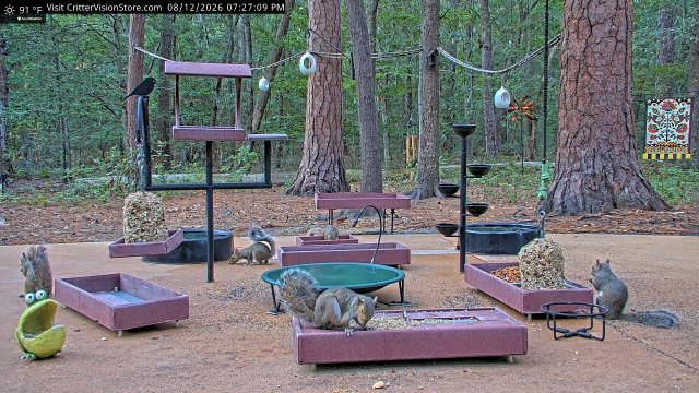 Latest frame from Critter Vision