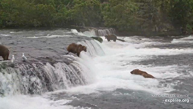Latest frame from Brooks Falls - Katmai, Alaska