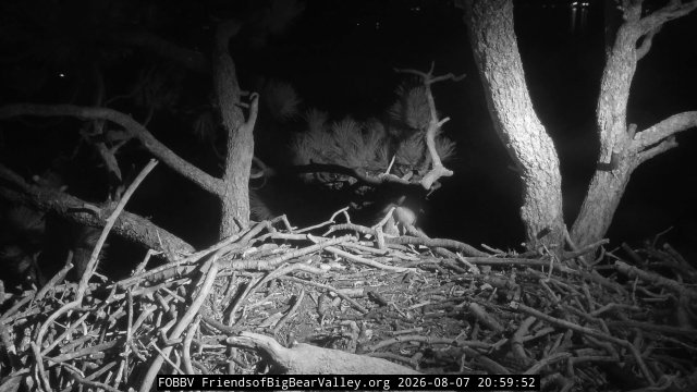 Latest frame from Big Bear Bald Eagle Nest